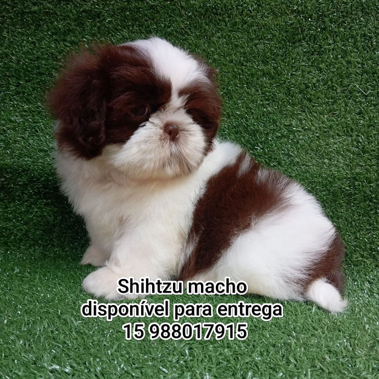 Shihtzu macho