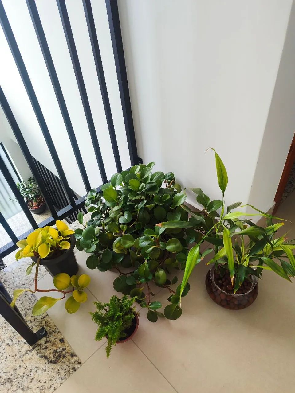 Lote de plantas  - Foto 3