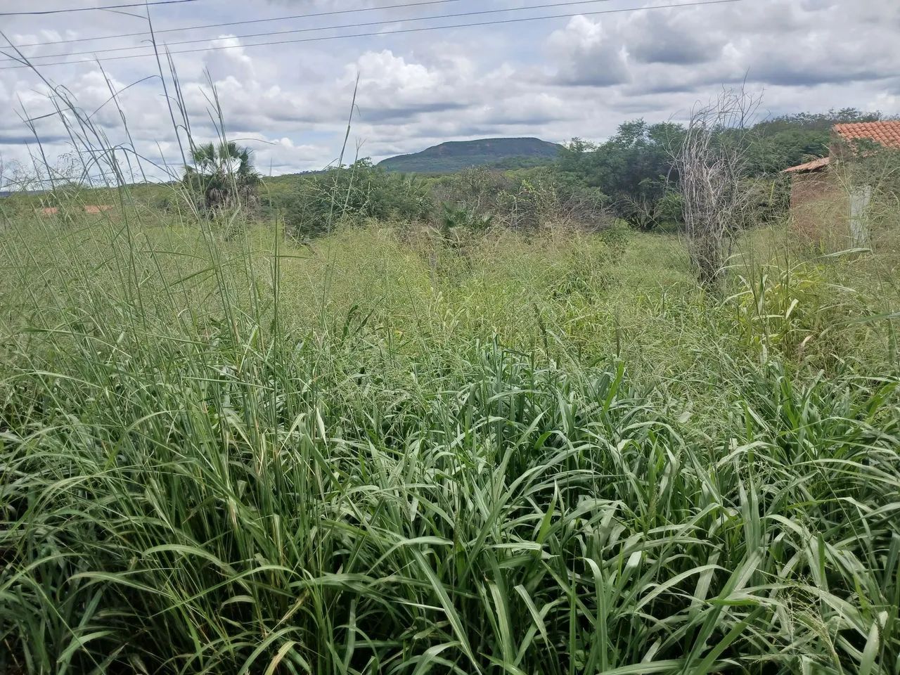 Terreno em Sussuapara - Foto 2