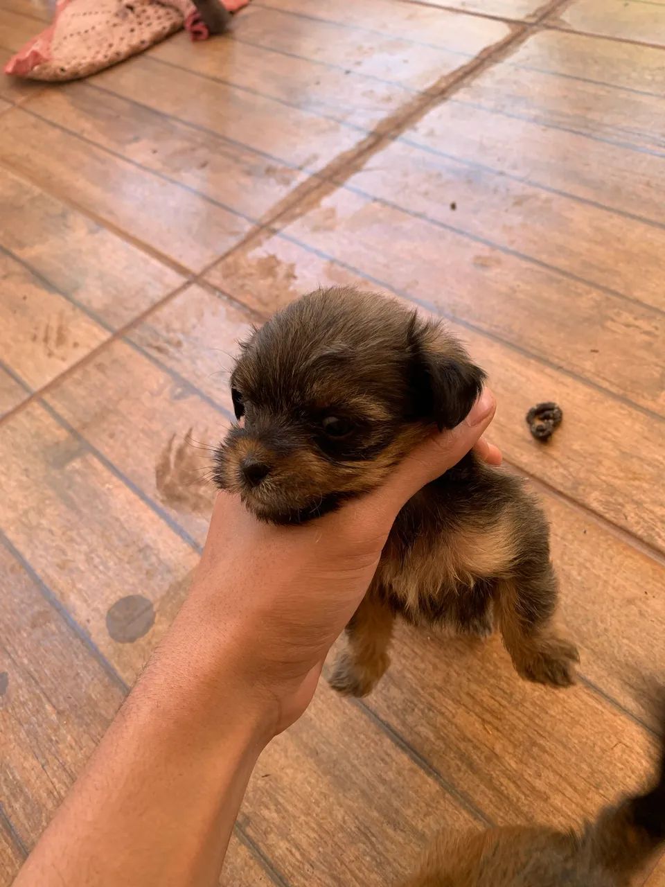 Shih Tzu - Foto 4