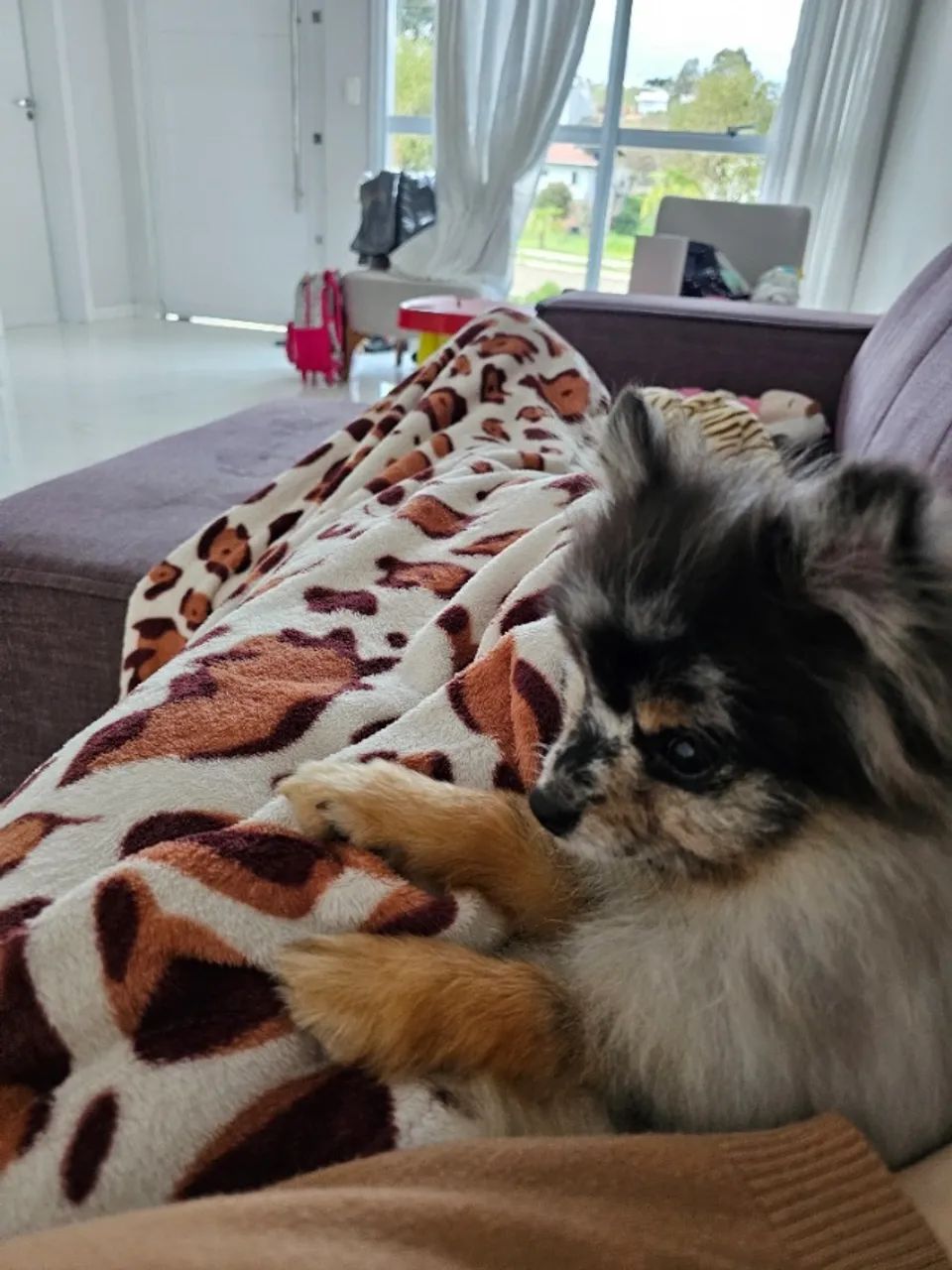 Spitz Merle Macho - Foto 2