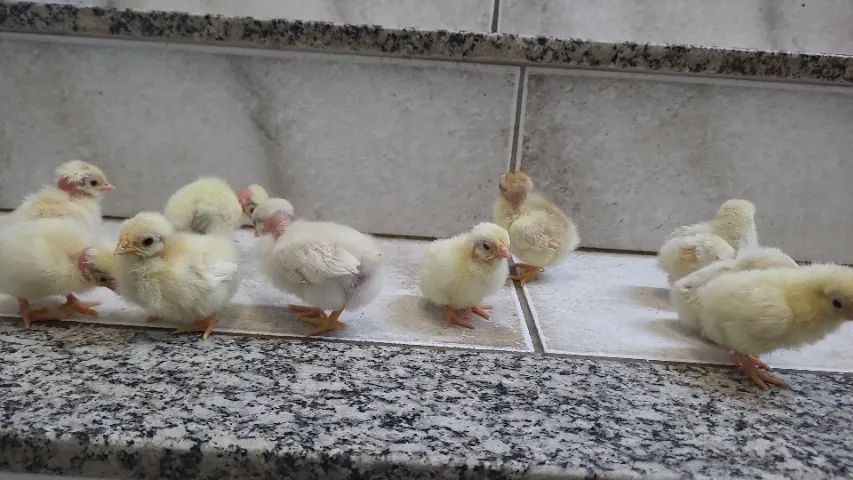 Garnise miudo polaco e normal - Foto 3