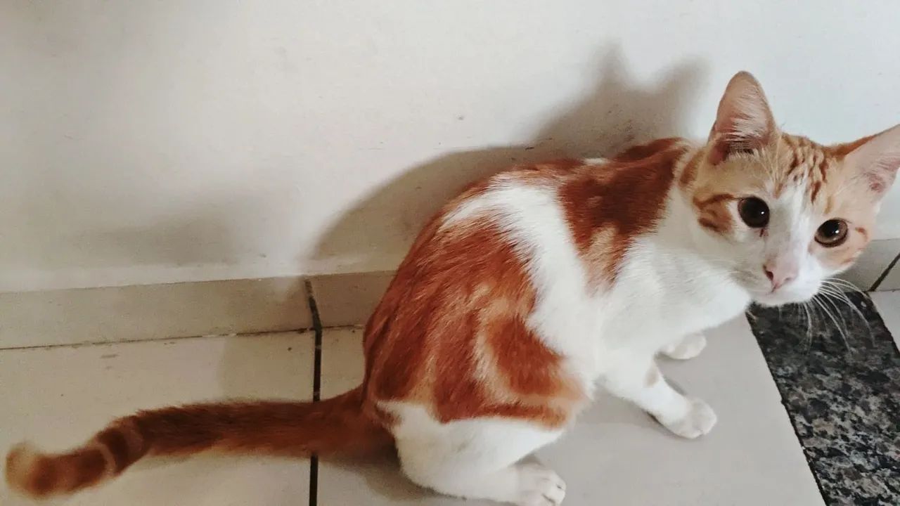 Gatos para adoção responsável