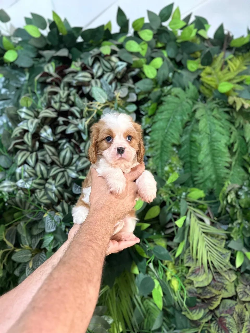 Cavalier king charles espanhol