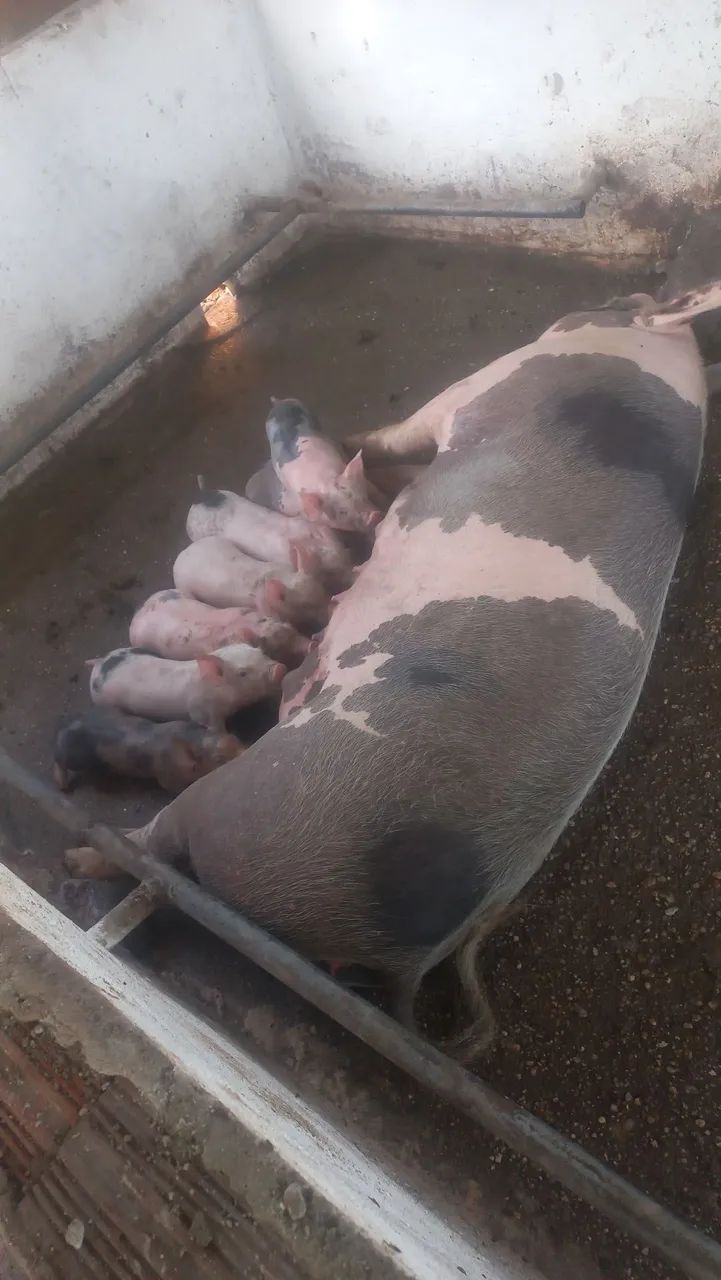 Vendo 2 matriz com 16 Leitões  - Foto 2