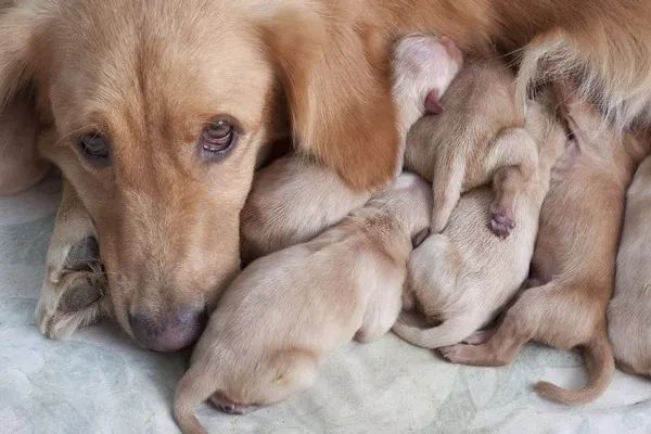 Filhotes de golden Retrivier