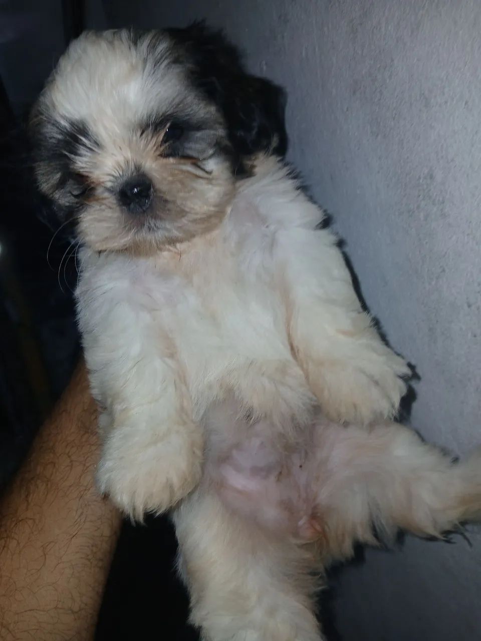 Shih-Tzu Fêmea apenas 1.100,00 av - Foto 6