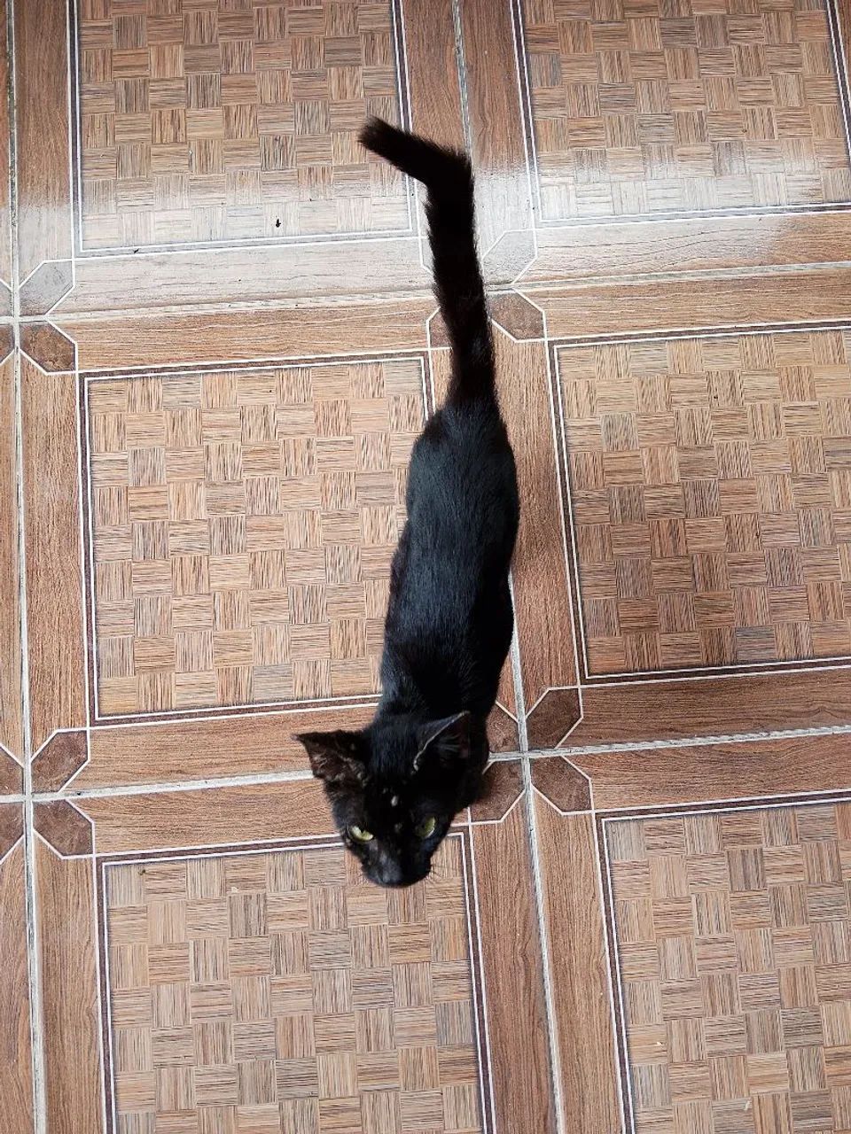 Gata doação - Foto 3