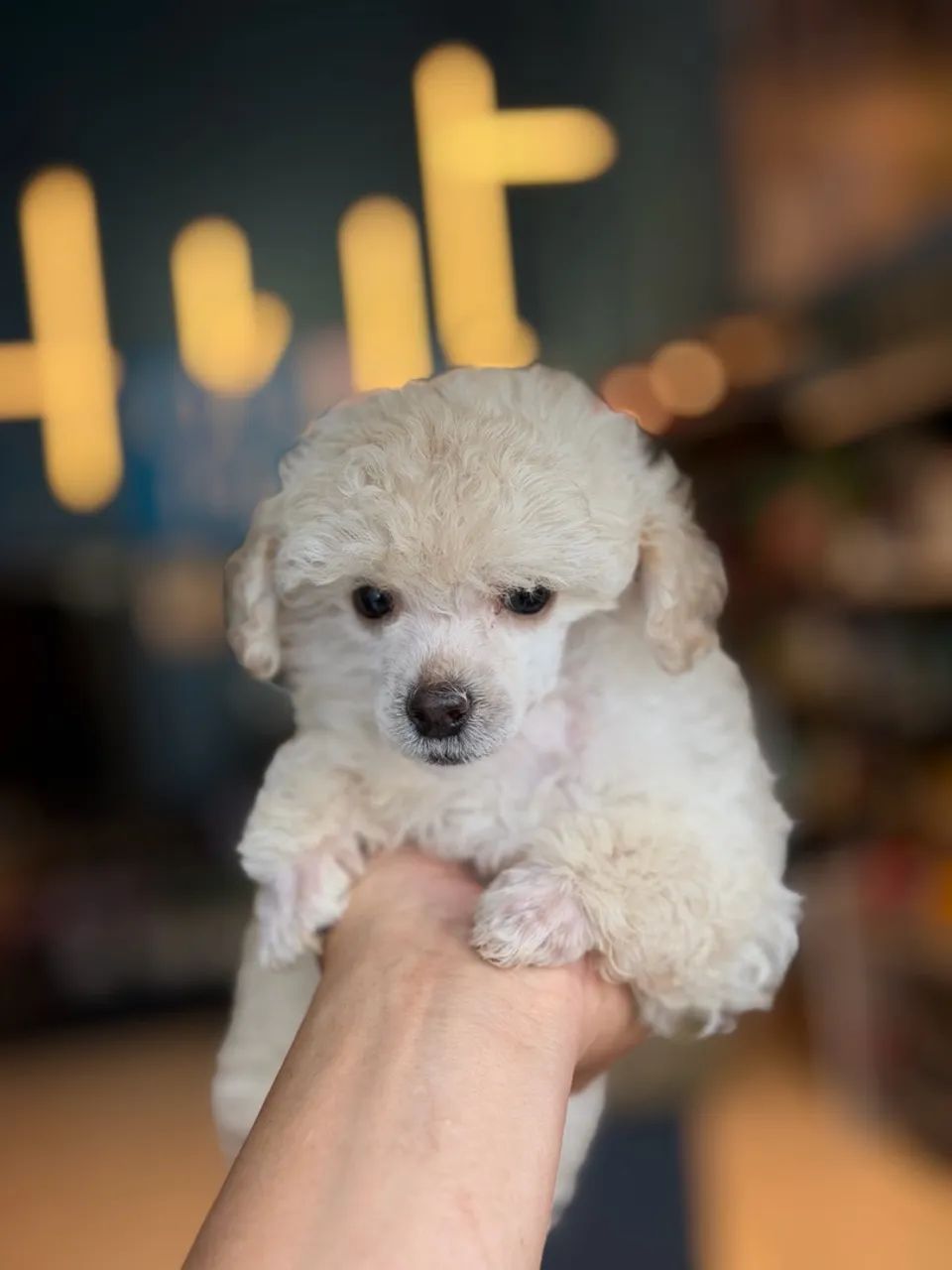 Poodle Toy macho  - Foto 4