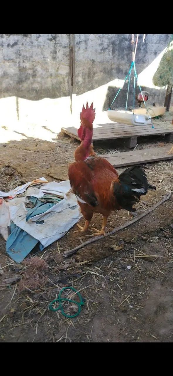 Frango  - Foto 5