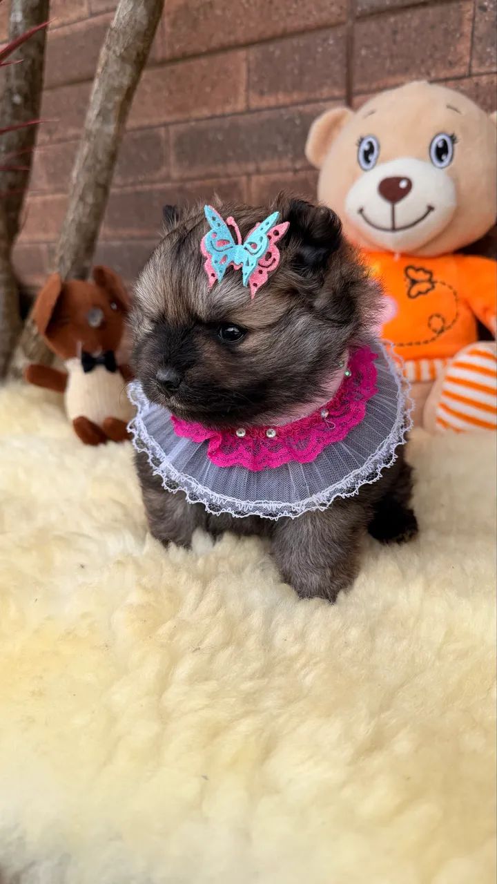 Lulu da Pomerania!! - Foto 3