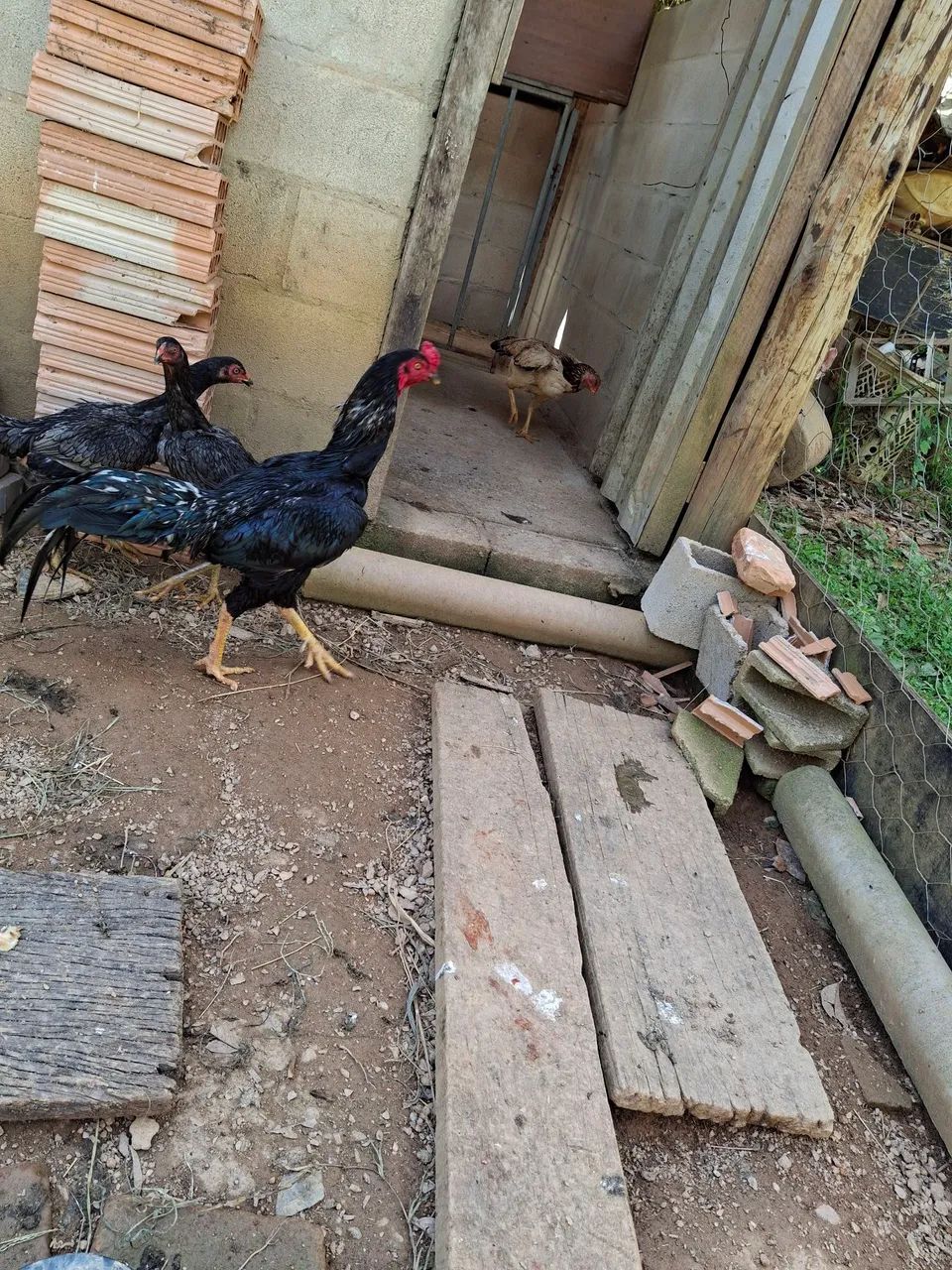 GALO E GALINHAS ÍNDIOS 