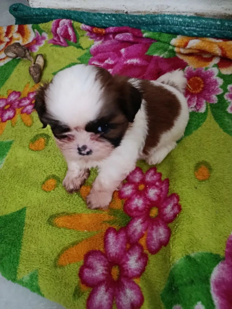 Cachorra Shitzu  - Foto 2