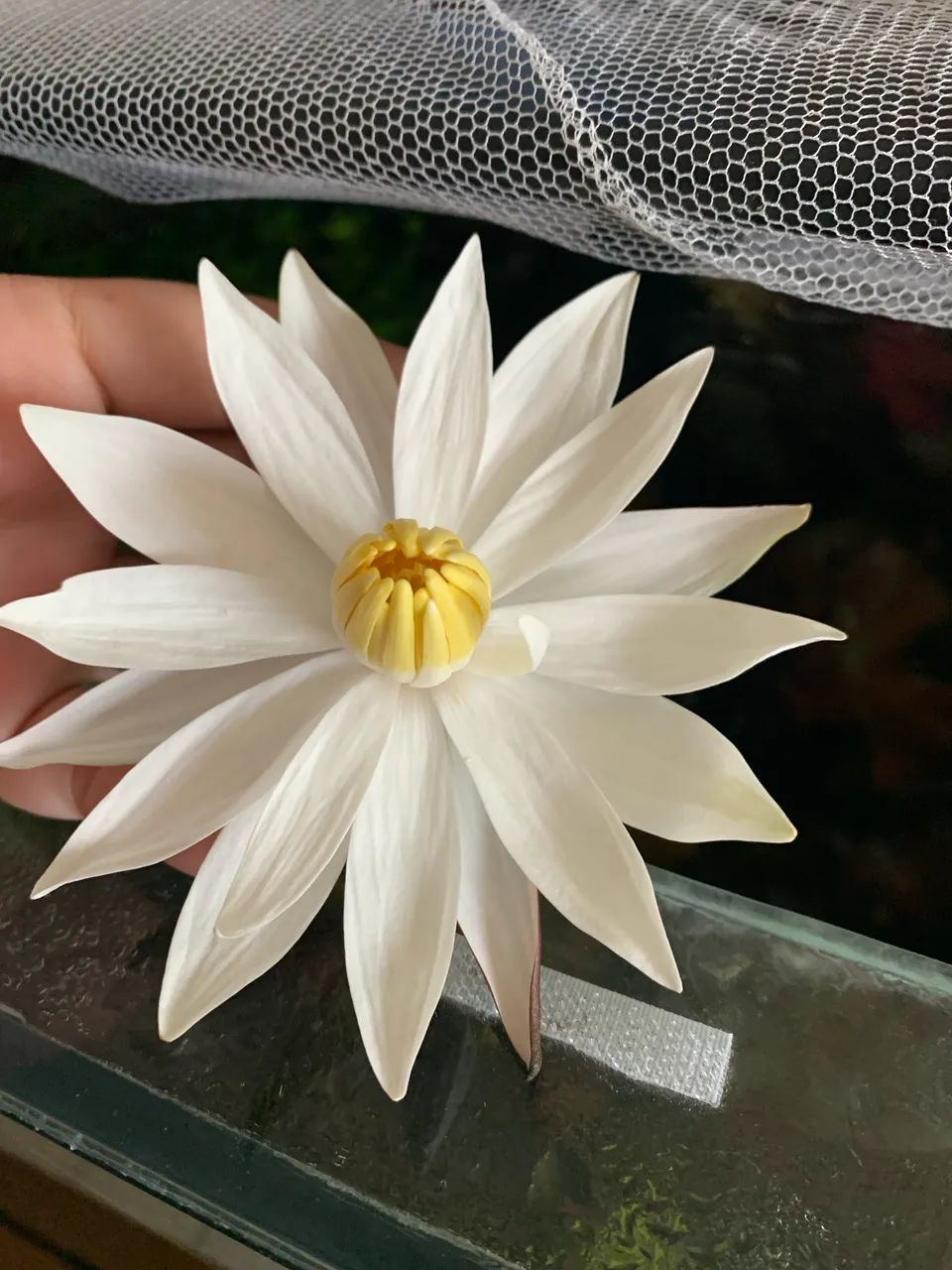 Vendo aquario 412l, sump e móvel - Foto 6