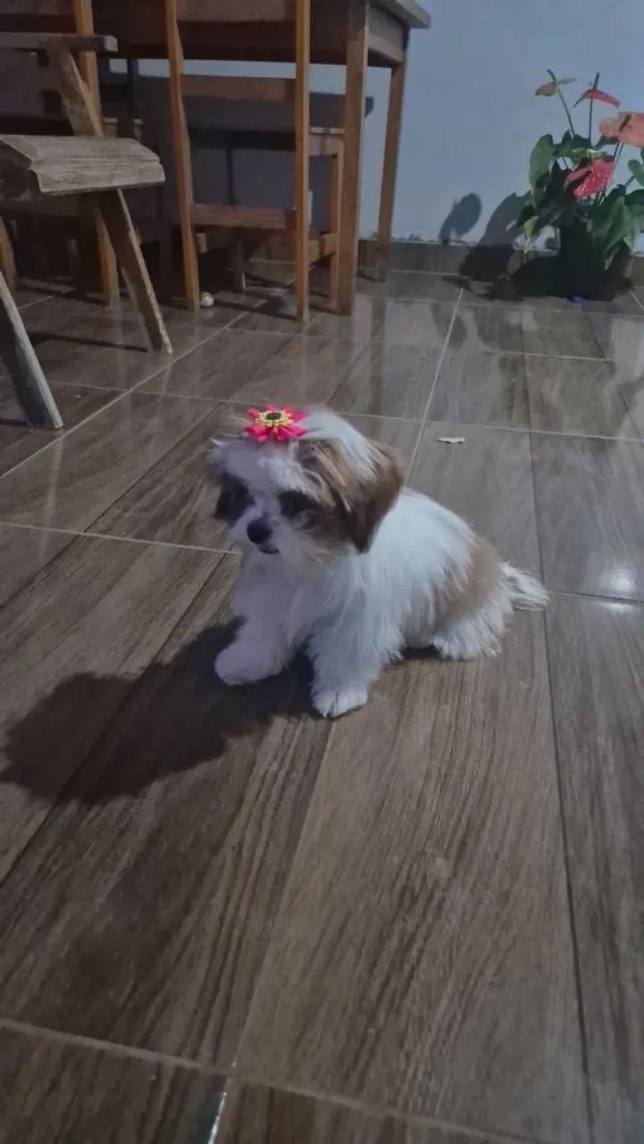 Shih tzu Mine  - Foto 2