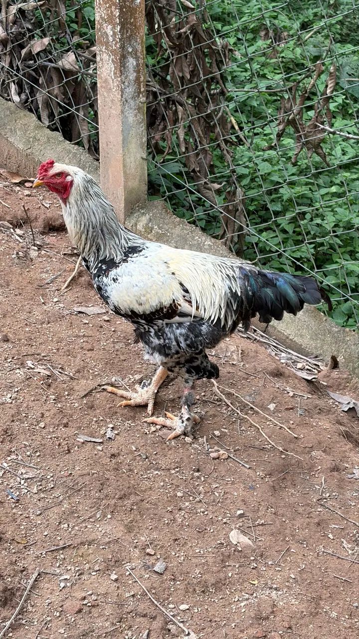 Frango Brahma  - Foto 5