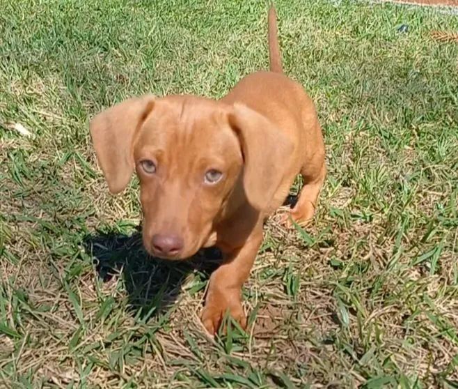Daschund  - Foto 4