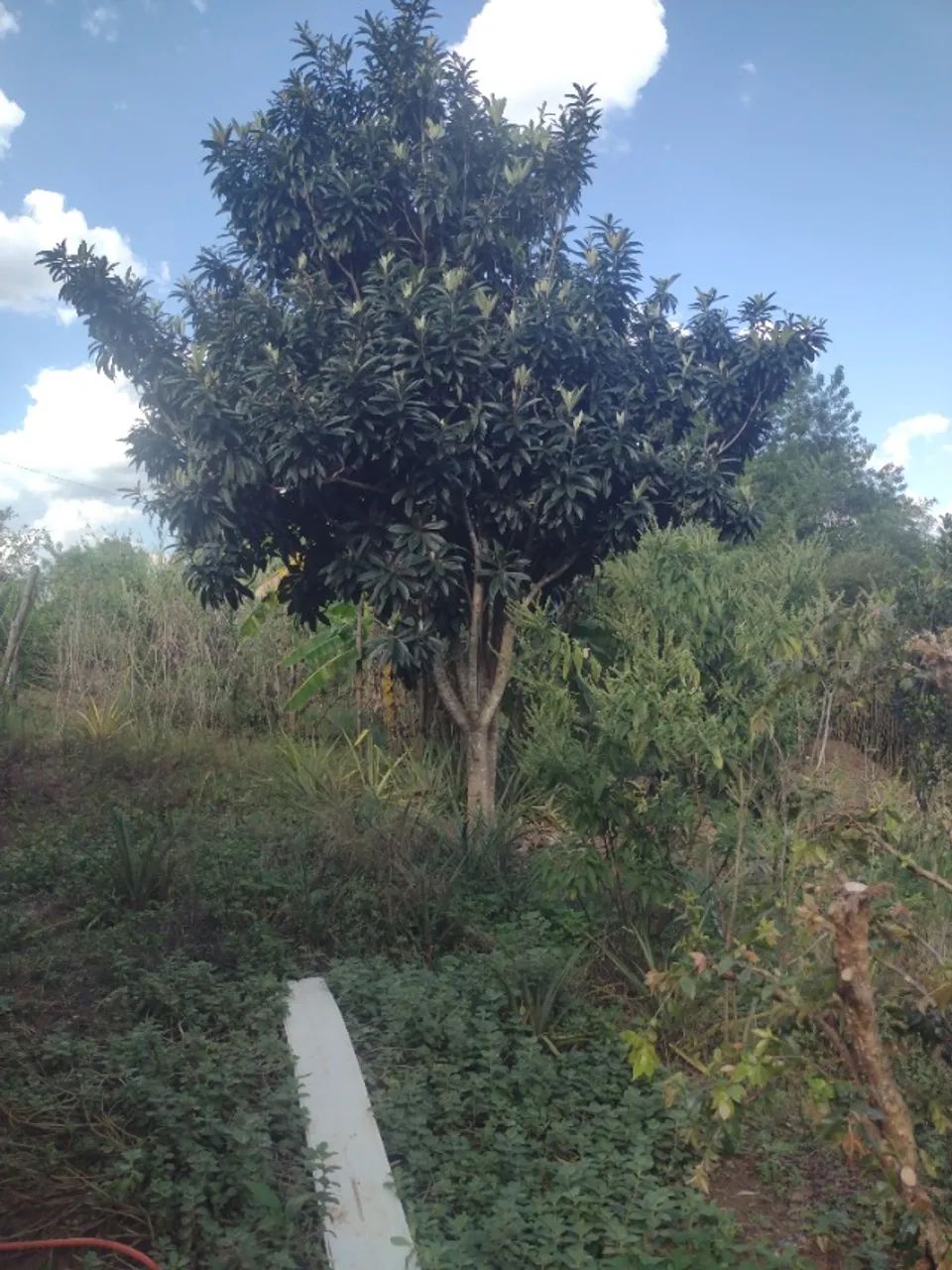 Chacrinha  - Foto 4