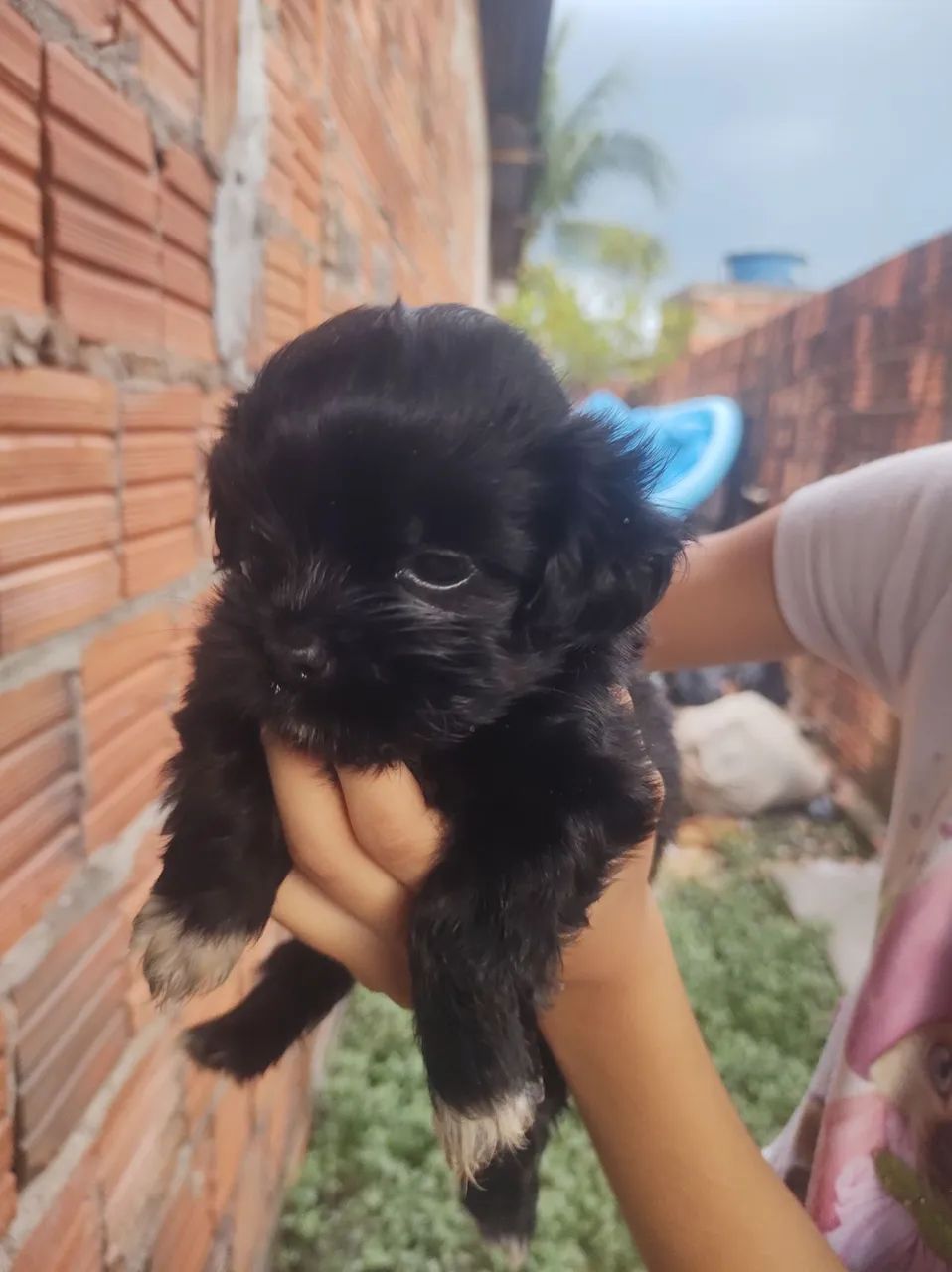 Cachorro macho Shitzu  - Foto 3