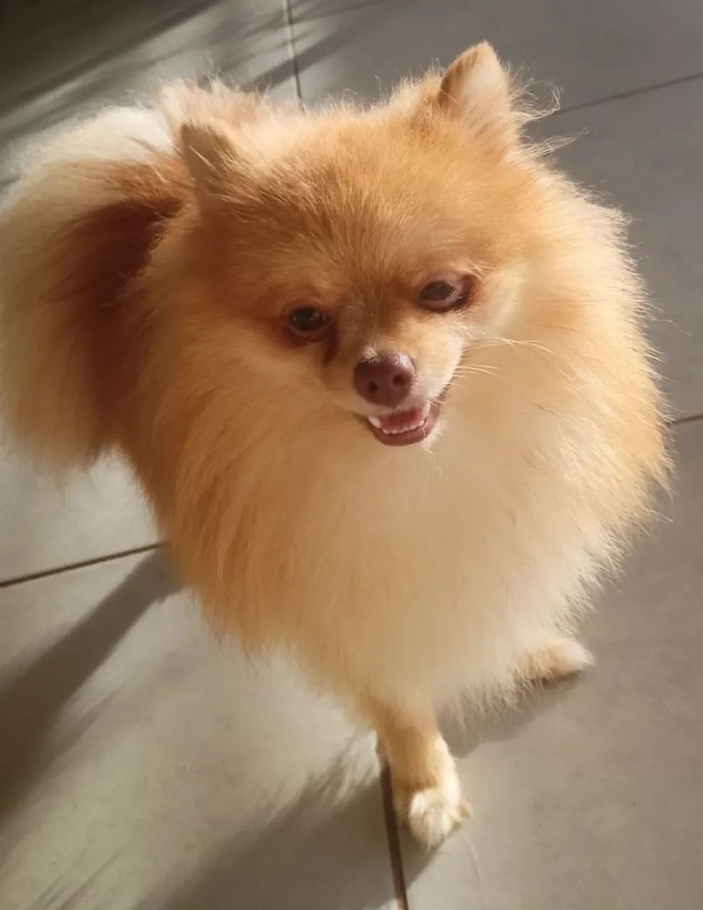 Procuro namorada pro meu Lulu da Pomerania 