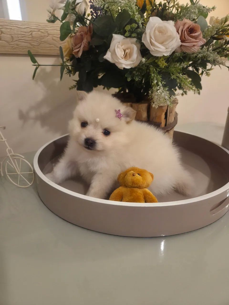 Filhote Lulu Spitz - Foto 5