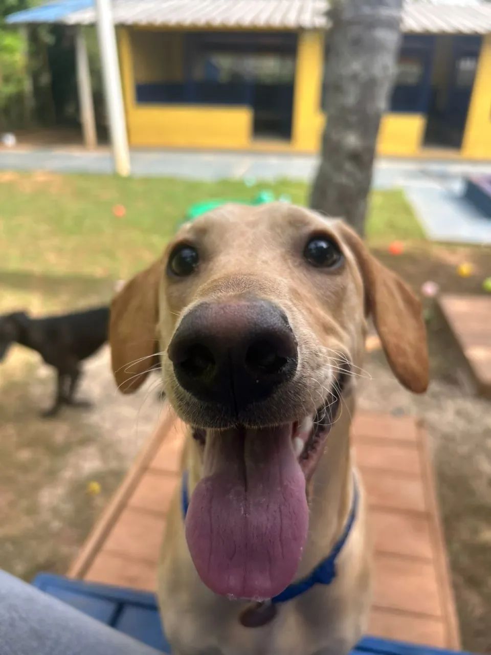 Doação responsável  - Foto 5
