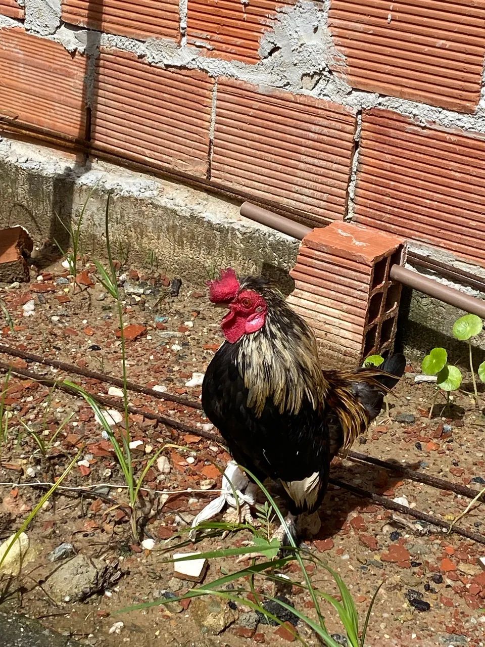 Galo mini Garnizé - Foto 4