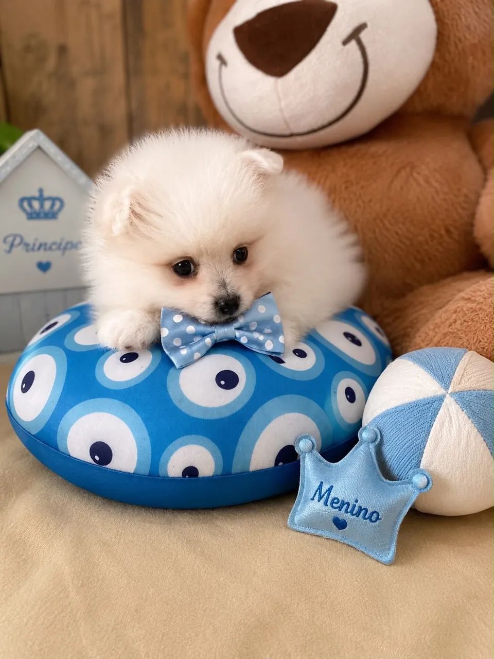 Macho de spitz alemão  - Foto 4