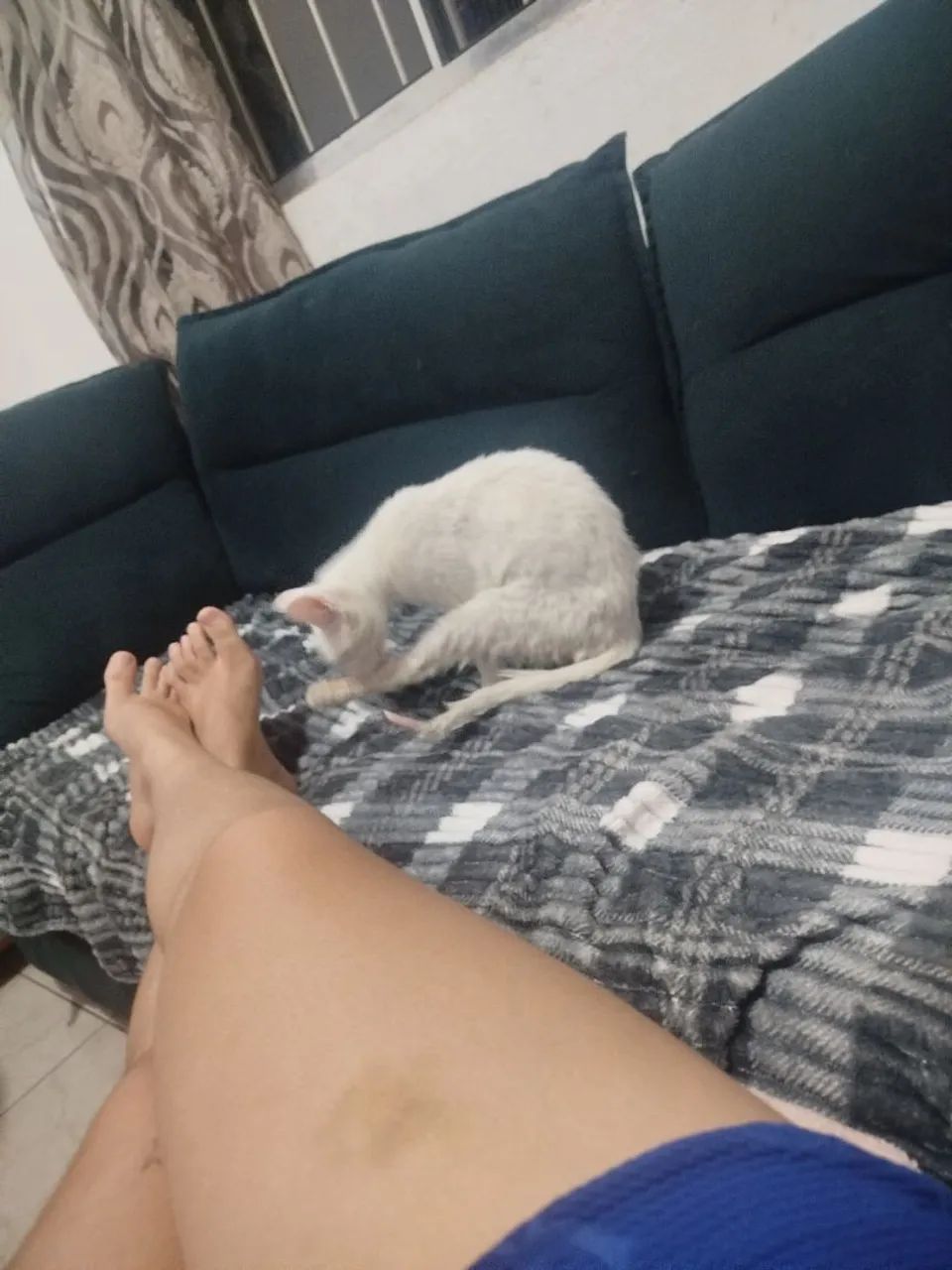 Gato - Foto 2
