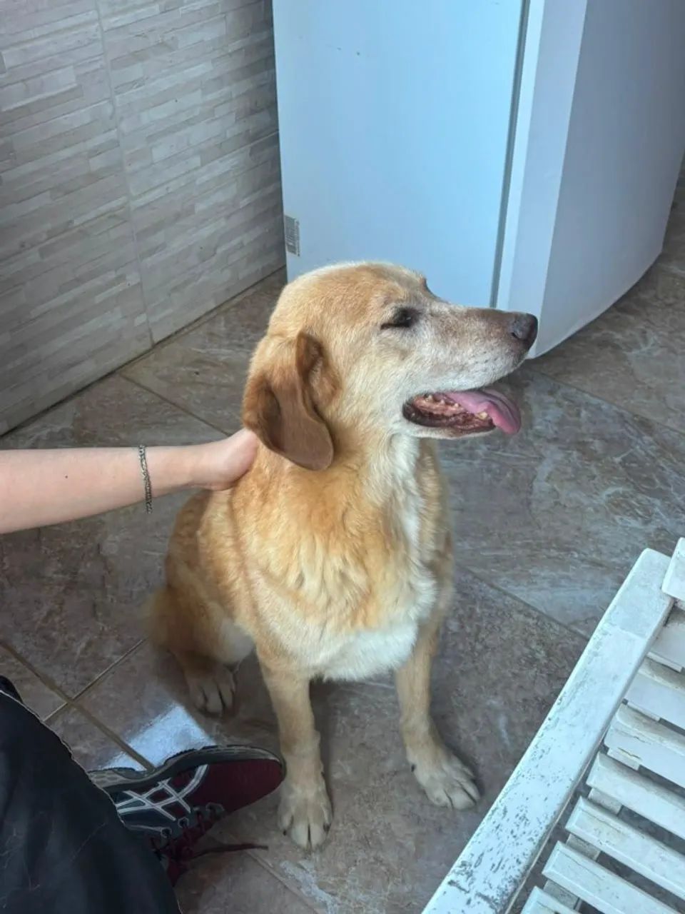 Doa - se cachorros  - Foto 3