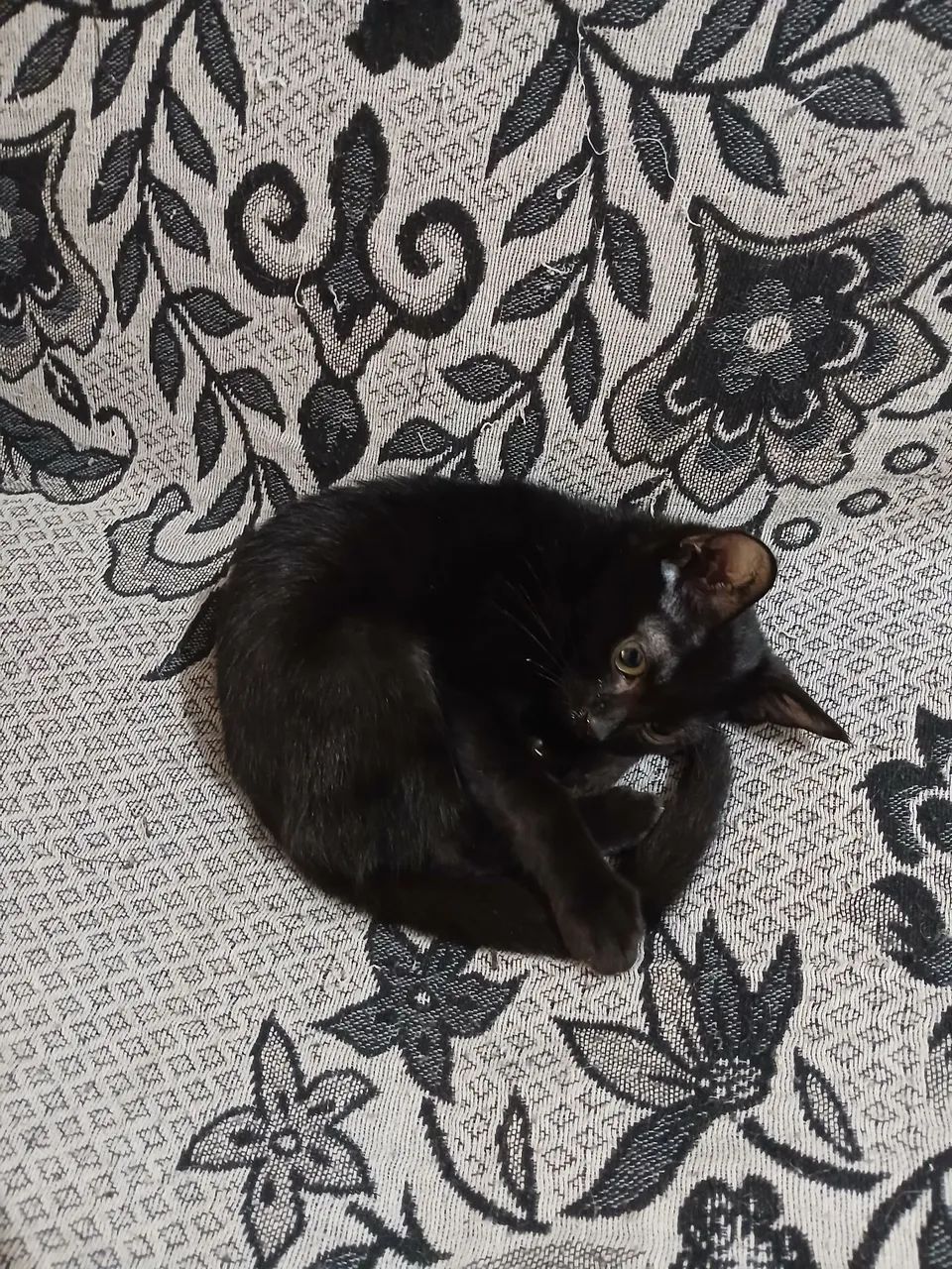 Gato filhote raça bombaim - Foto 4