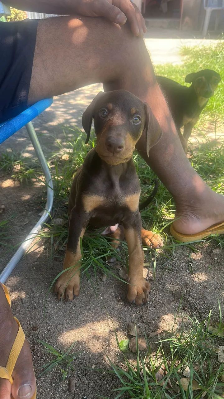 Vendo