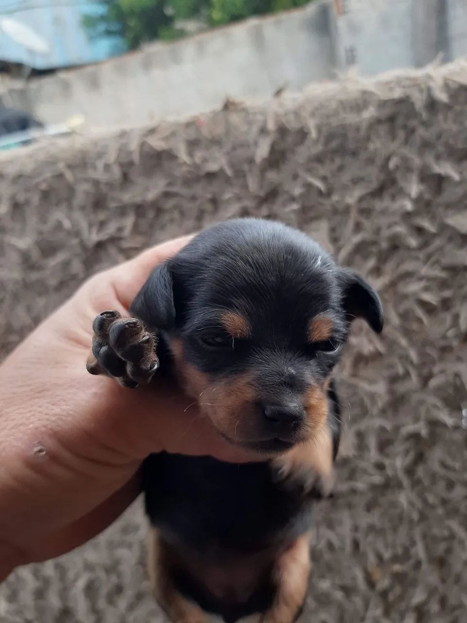 Pinscher pai zero mae 1 ja vacinada