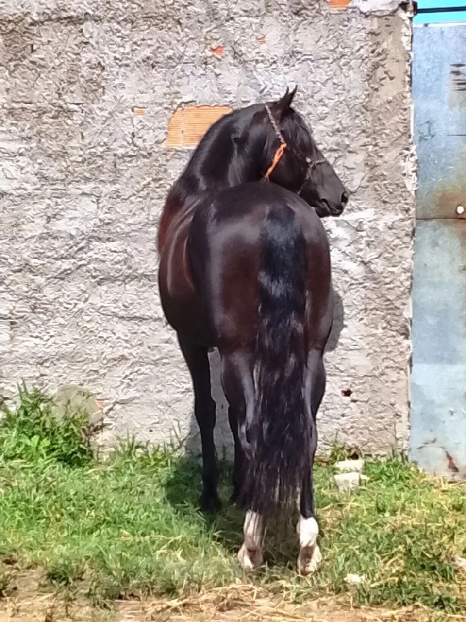Cavalo  - Foto 6