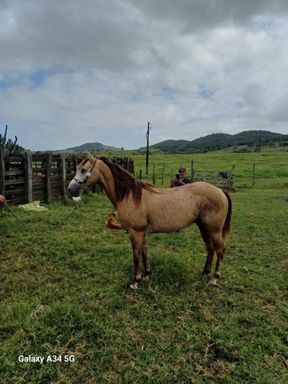 Potro Quarto De Milha  - Foto 2