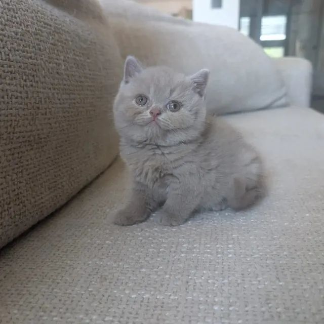 British Shorthar 