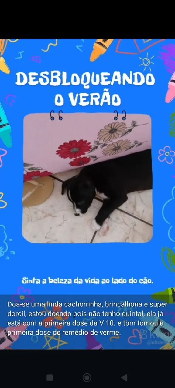 Doa-se um cachorrinha  - Foto 2