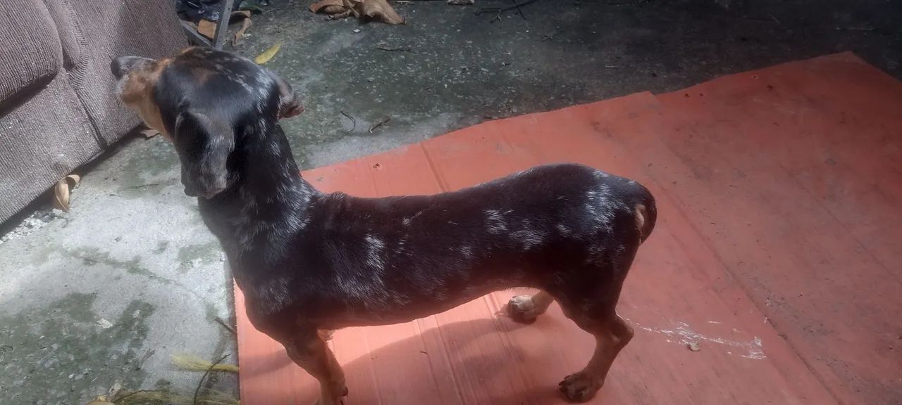 cachorro pra doação  - Foto 5