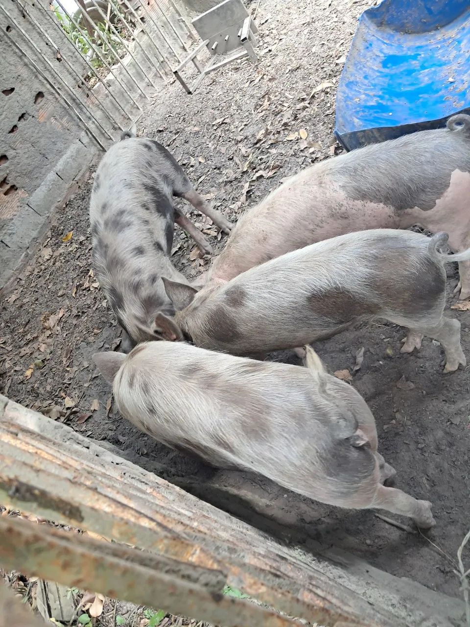 Suinos