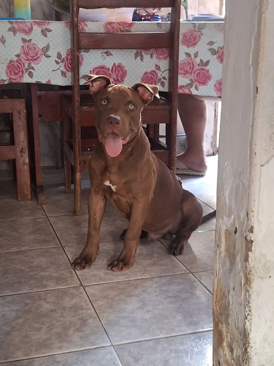 Pit monster puro - Foto 5