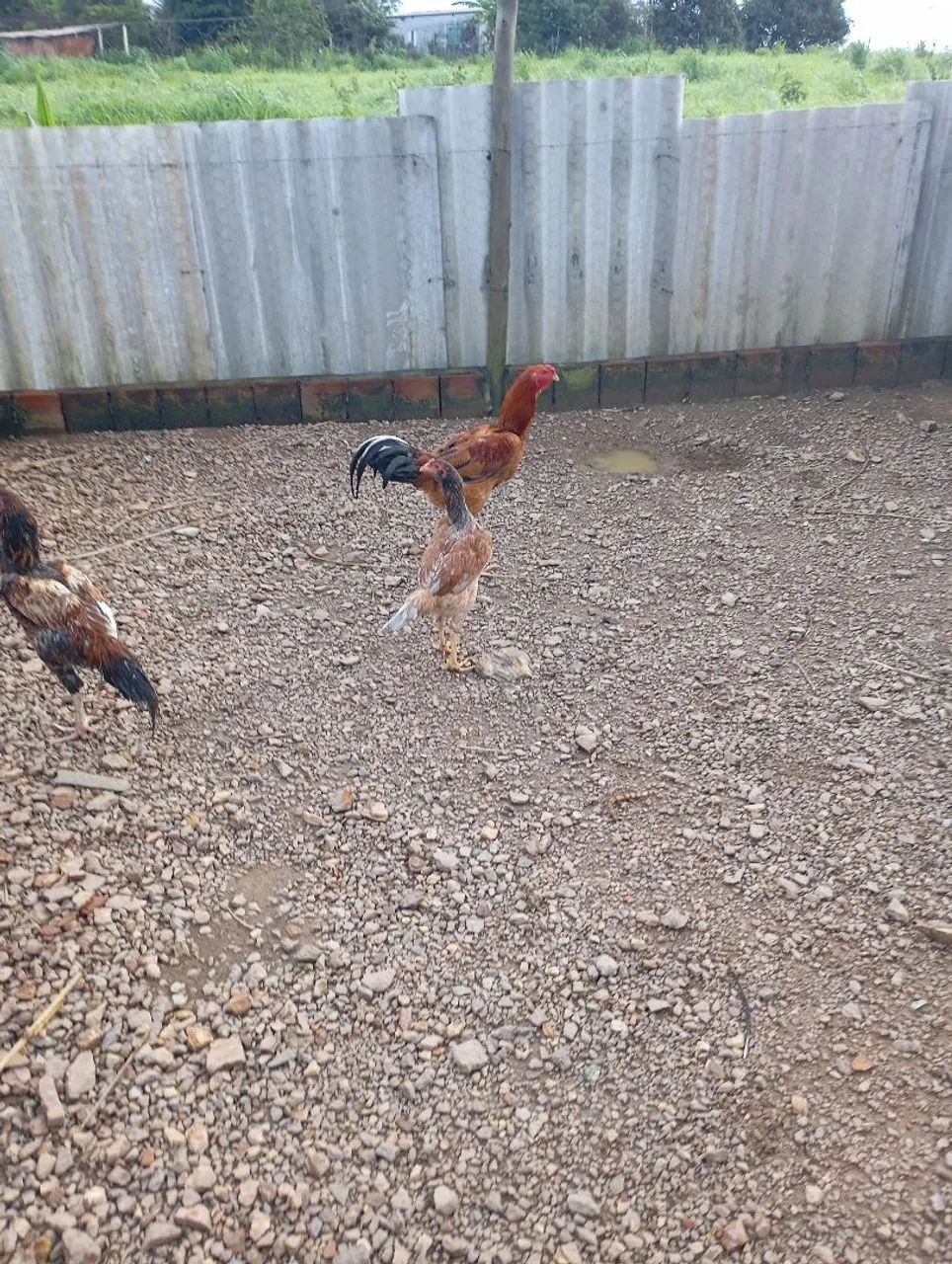 Vendo galinhas caipira  - Foto 6