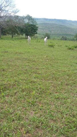 Fazenda 3288 ha terra Rosario Oeste MT braquearia 2020 cab boi R$ 6 mil reais p ha - Foto 11