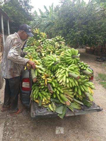 Mudas de banana prata dh2o Sapo e Roxa
