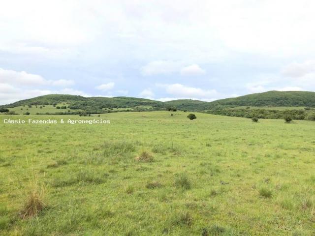 Fazenda para venda em encruzilhada do sul, interior - Foto 6