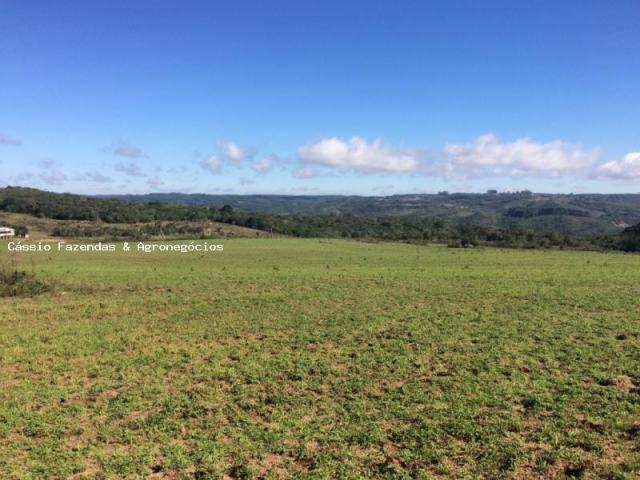 Fazenda para venda em encruzilhada do sul, interior - Foto 8