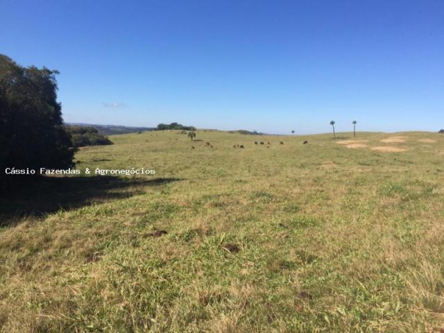 Fazenda para venda em encruzilhada do sul, interior - Foto 7