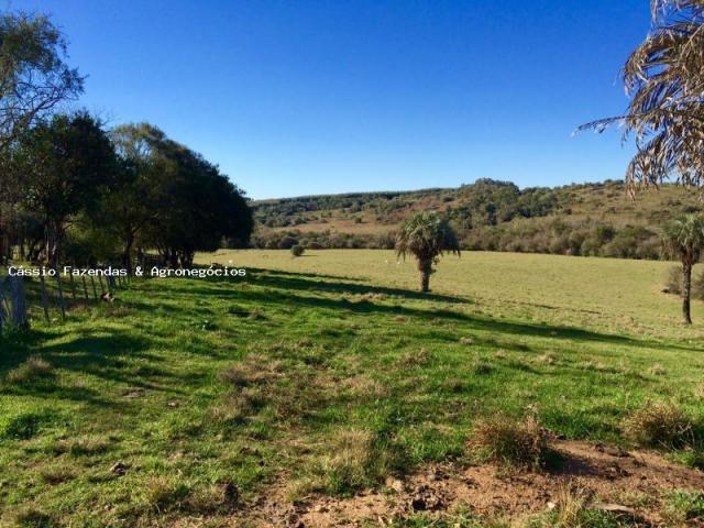 Fazenda para venda em encruzilhada do sul, interior - Foto 14