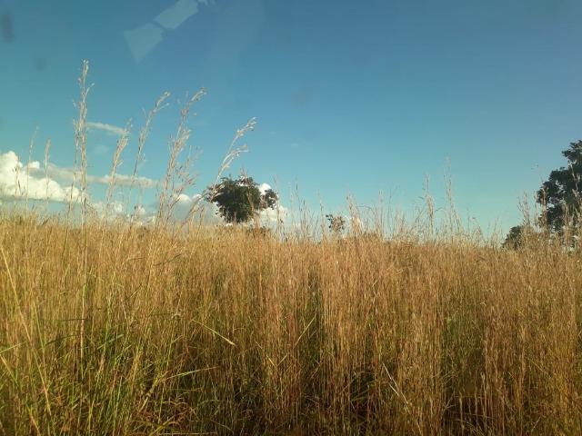 Fazenda para Pecuária em Livramento - Foto 17