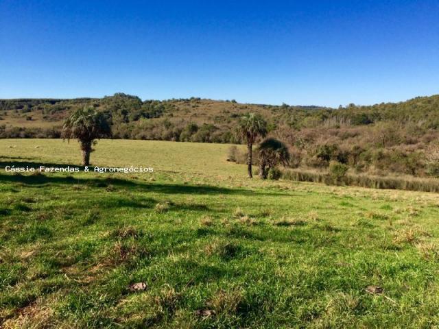 Fazenda para venda em encruzilhada do sul, interior - Foto 11