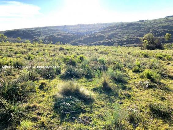 Fazenda para venda em encruzilhada do sul, interior - Foto 3